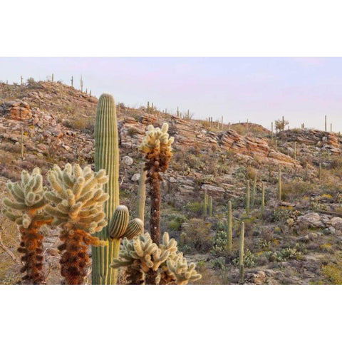 USA, Arizona, Tucson Desert scenic in Saguaro NP Black Modern Wood Framed Art Print by Paulson, Don