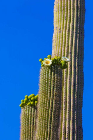 Arizona, Tucson Blooming cactus in Saquaro NP White Modern Wood Framed Art Print with Double Matting by Lord, Fred