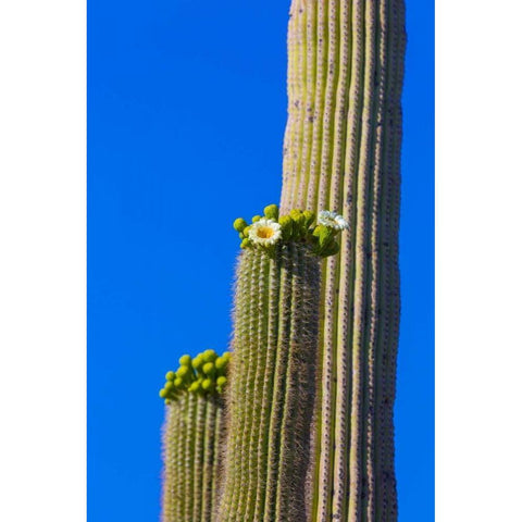 Arizona, Tucson Blooming cactus in Saquaro NP White Modern Wood Framed Art Print by Lord, Fred