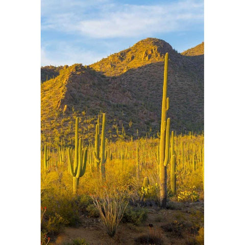 USA, Arizona, Tucson Desert sunset in Saguaro NP Black Modern Wood Framed Art Print by Lord, Fred