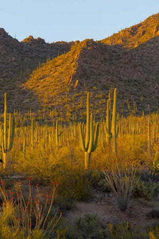 USA, Arizona, Tucson Desert sunset in Saguaro NP White Modern Wood Framed Art Print with Double Matting by Lord, Fred