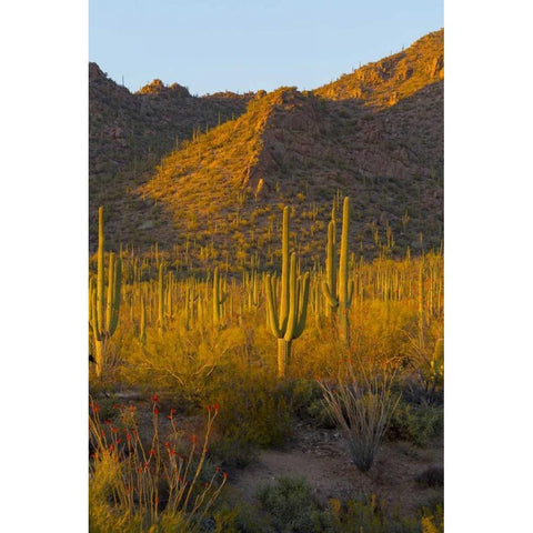 USA, Arizona, Tucson Desert sunset in Saguaro NP White Modern Wood Framed Art Print by Lord, Fred