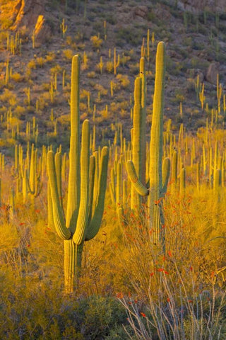USA, Arizona, Tucson Desert sunset in Saguaro NP Black Ornate Wood Framed Art Print with Double Matting by Lord, Fred