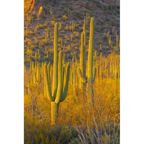 USA, Arizona, Tucson Desert sunset in Saguaro NP Black Modern Wood Framed Art Print by Lord, Fred