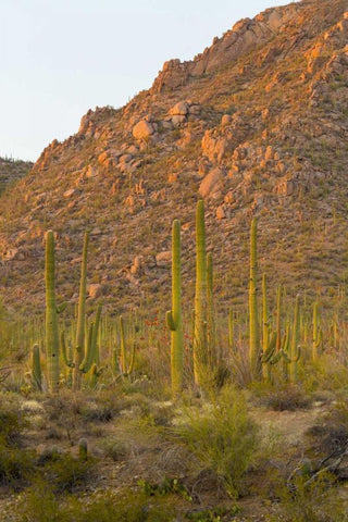 USA, Arizona, Tucson Desert sunset in Saguaro NP White Modern Wood Framed Art Print with Double Matting by Lord, Fred