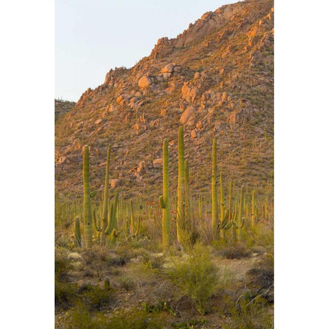 USA, Arizona, Tucson Desert sunset in Saguaro NP Black Modern Wood Framed Art Print by Lord, Fred