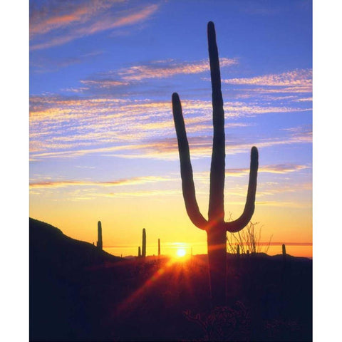 USA, Arizona, A saguaro cactus at sunset Black Modern Wood Framed Art Print with Double Matting by Talbot Frank, Christopher