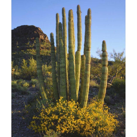 Arizona, Organ Pipe Cactus NM, Organ Pipe Cactus Black Modern Wood Framed Art Print by Talbot Frank, Christopher