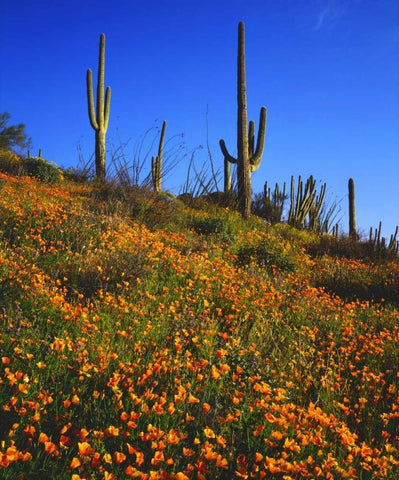 Arizona, Organ Pipe Cactus NM flowers and cacti White Modern Wood Framed Art Print with Double Matting by Talbot Frank, Christopher