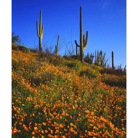 Arizona, Organ Pipe Cactus NM flowers and cacti Black Modern Wood Framed Art Print by Talbot Frank, Christopher