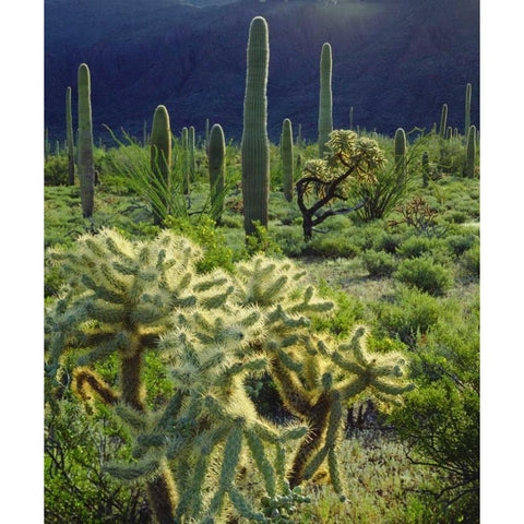 Arizona, Organ Pipe Cactus NM desert in spring Gold Ornate Wood Framed Art Print with Double Matting by Talbot Frank, Christopher