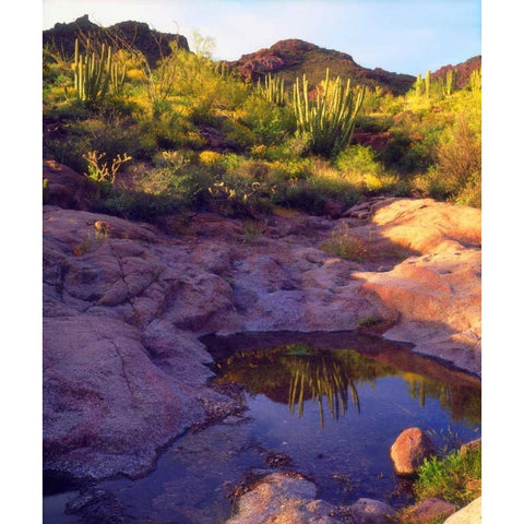 AZ Spring with Organ Pipe cacti along a stream Black Modern Wood Framed Art Print with Double Matting by Talbot Frank, Christopher
