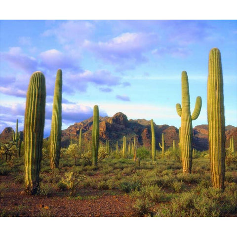 Arizona, Organ Pipe Cactus NM Desert in spring Black Modern Wood Framed Art Print by Talbot Frank, Christopher