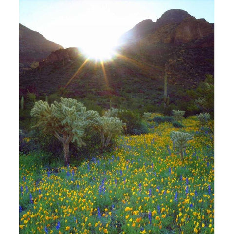 AZ, Organ Pipe Cactus NM Flowers and cacti Black Modern Wood Framed Art Print by Talbot Frank, Christopher
