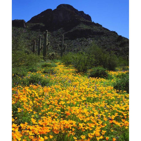Arizona, Organ Pipe Cactus NM flowers and cacti Black Modern Wood Framed Art Print by Talbot Frank, Christopher