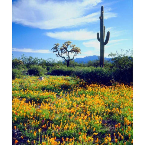 Arizona, Organ Pipe Cactus NM flowers and cacti Gold Ornate Wood Framed Art Print with Double Matting by Talbot Frank, Christopher