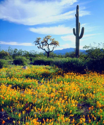 Arizona, Organ Pipe Cactus NM flowers and cacti Black Ornate Wood Framed Art Print with Double Matting by Talbot Frank, Christopher