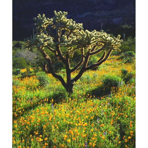Arizona, Organ Pipe Cactus NM flowers and cacti Black Modern Wood Framed Art Print by Talbot Frank, Christopher