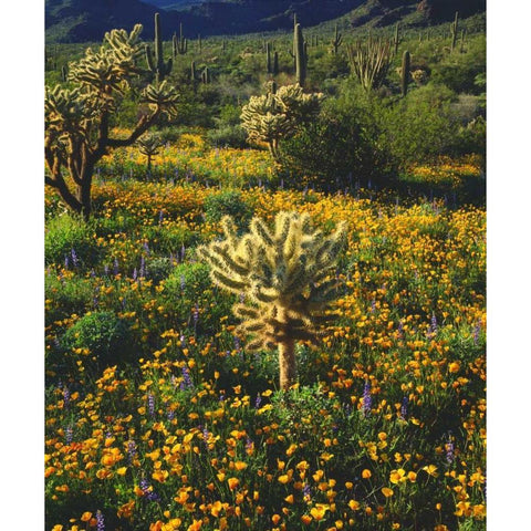 Arizona, Organ Pipe Cactus NM flowers and cacti Black Modern Wood Framed Art Print with Double Matting by Talbot Frank, Christopher