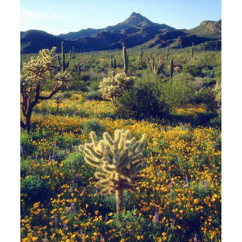Arizona, Organ Pipe Cactus NM flowers and cacti Gold Ornate Wood Framed Art Print with Double Matting by Talbot Frank, Christopher