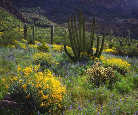 Arizona, Organ Pipe Cactus NM flowers and cacti Black Ornate Wood Framed Art Print with Double Matting by Talbot Frank, Christopher