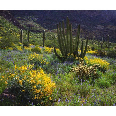 Arizona, Organ Pipe Cactus NM flowers and cacti Black Modern Wood Framed Art Print by Talbot Frank, Christopher