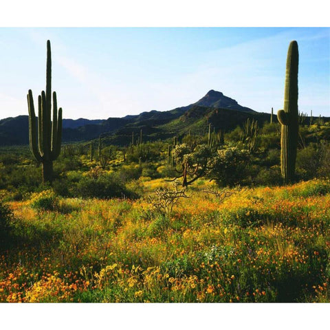 Arizona, Organ Pipe Cactus NM flowers and cacti Black Modern Wood Framed Art Print by Talbot Frank, Christopher