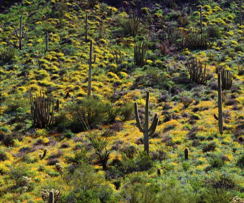 Arizona, Organ Pipe Cactus NM flowers and cacti Black Ornate Wood Framed Art Print with Double Matting by Talbot Frank, Christopher