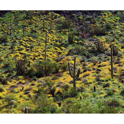 Arizona, Organ Pipe Cactus NM flowers and cacti Black Modern Wood Framed Art Print by Talbot Frank, Christopher