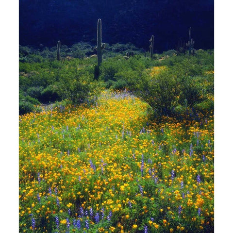 AZ, Organ Pipe Cactus NM flowers and Saguaro Black Modern Wood Framed Art Print by Talbot Frank, Christopher