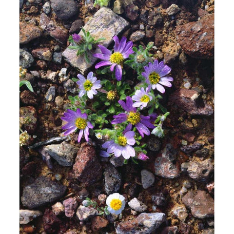 Arizona, Wildflowers in Organ Pipe Cactus NM Black Modern Wood Framed Art Print with Double Matting by Talbot Frank, Christopher