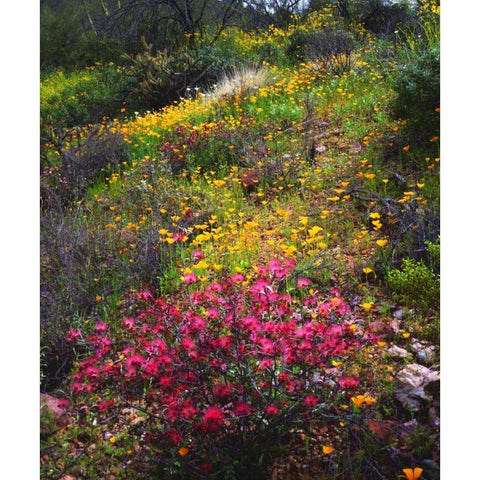 Arizona, Wildflowers in Organ Pipe Cactus NM White Modern Wood Framed Art Print by Talbot Frank, Christopher