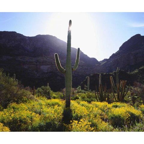 Arizona, Organ Pipe Cactus NM flowers and cacti Black Modern Wood Framed Art Print by Talbot Frank, Christopher