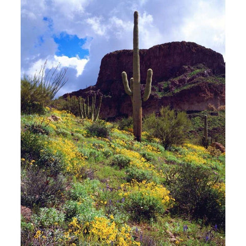 Arizona, Organ Pipe Cactus NM flowers and cacti Black Modern Wood Framed Art Print by Talbot Frank, Christopher