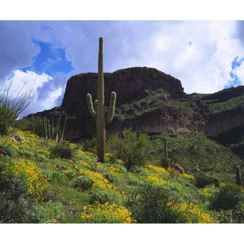 Arizona, Saguaro Cacti in Organ Pipe Cactus NM Black Modern Wood Framed Art Print with Double Matting by Talbot Frank, Christopher
