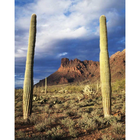 Arizona, Saguaro Cacti in Organ Pipe Cactus NM Black Modern Wood Framed Art Print by Talbot Frank, Christopher