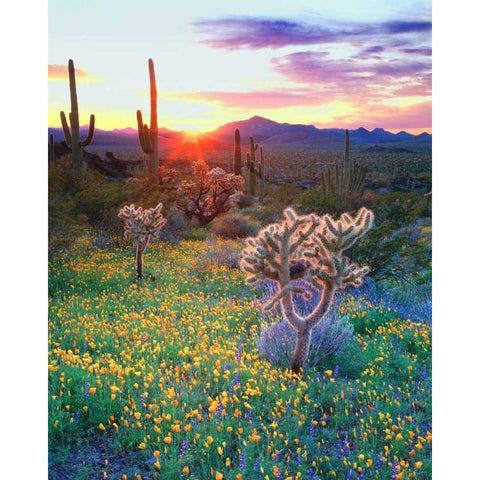 AZ, Organ Pipe Cactus NP, Flowers and cacti Black Modern Wood Framed Art Print by Talbot Frank, Christopher