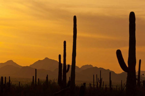 AZ, Saguaro NP, Saguaro cactus and mountains White Modern Wood Framed Art Print with Double Matting by Illg, Cathy and Gordon