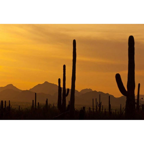 AZ, Saguaro NP, Saguaro cactus and mountains Black Modern Wood Framed Art Print by Illg, Cathy and Gordon