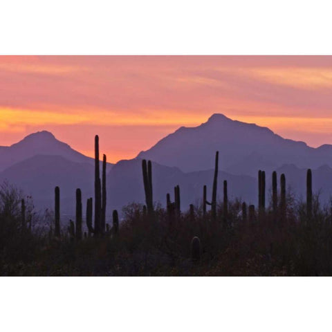 AZ, Saguaro NP, Sonoran Desert Saguaro forest Black Modern Wood Framed Art Print by Illg, Cathy and Gordon