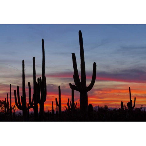 AZ, Sonoran Desert Saguaro cacti and sunset Black Modern Wood Framed Art Print by Illg, Cathy and Gordon