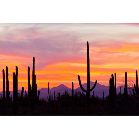 AZ, Sonoran Desert Saguaro cactus at sunset Black Modern Wood Framed Art Print by Illg, Cathy and Gordon