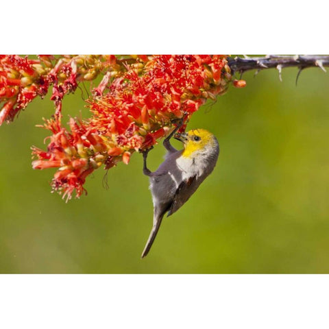 AZ, Sonoran Desert Verdin feeding on ocotillo Gold Ornate Wood Framed Art Print with Double Matting by Illg, Cathy and Gordon