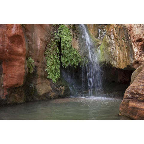 Arizona, Grand Canyon NP View of Elves Chasm Gold Ornate Wood Framed Art Print with Double Matting by Grall, Don