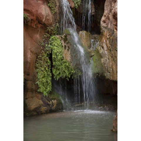 Arizona, Grand Canyon Waterfall at Elves Chasm Black Modern Wood Framed Art Print by Grall, Don