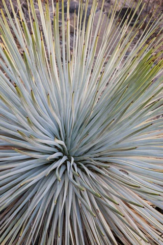Arizona, Grand Canyon NP Whipples yucca plant White Modern Wood Framed Art Print with Double Matting by Grall, Don