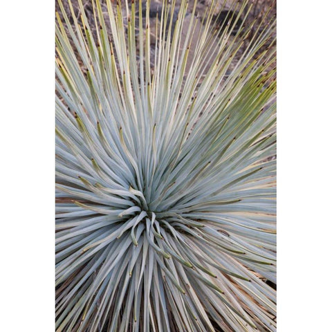 Arizona, Grand Canyon NP Whipples yucca plant Black Modern Wood Framed Art Print with Double Matting by Grall, Don
