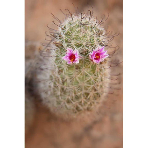 AZ, Grand Canyon, Fishhook cactus with flowers Black Modern Wood Framed Art Print with Double Matting by Grall, Don