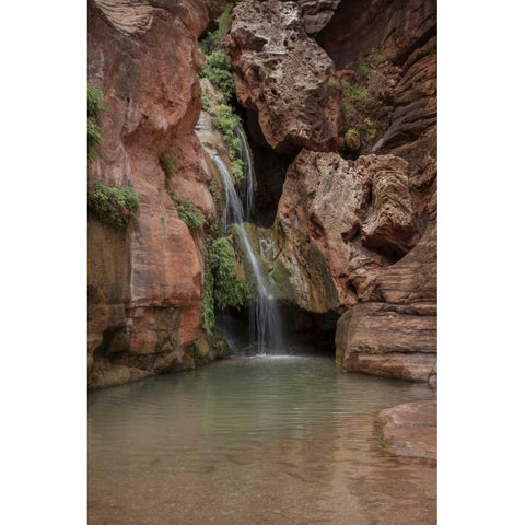 Arizona, Grand Canyon Waterfall at Elves Chasm White Modern Wood Framed Art Print by Grall, Don