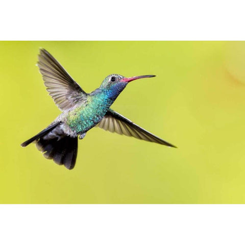 AZ, Madera Canyon Male broad-billed hummingbird Black Modern Wood Framed Art Print by Kaveney, Wendy